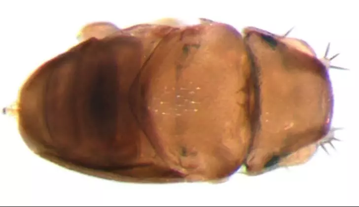 Euryplatea Nanaknihali Fly – Meet the Smallest Species of Flies