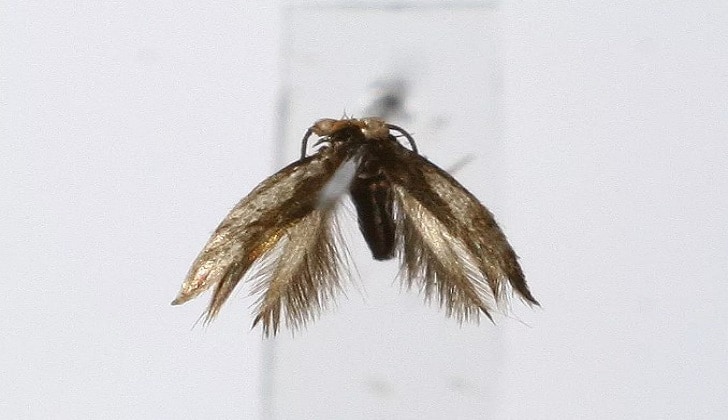 Midget Moths – World’s Smallest Moth