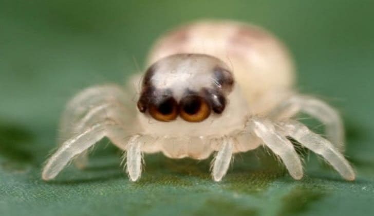 Patu Digua Spider – Smallest Spider Ever