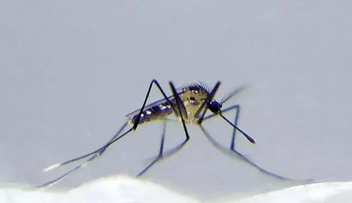 Uranotaenia Lowii Mosquito – The Smallest Mosquito on the Earth