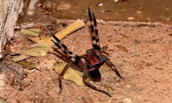Banana Spider - most poisonous animals in the world