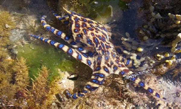 Blue ringed octopus 