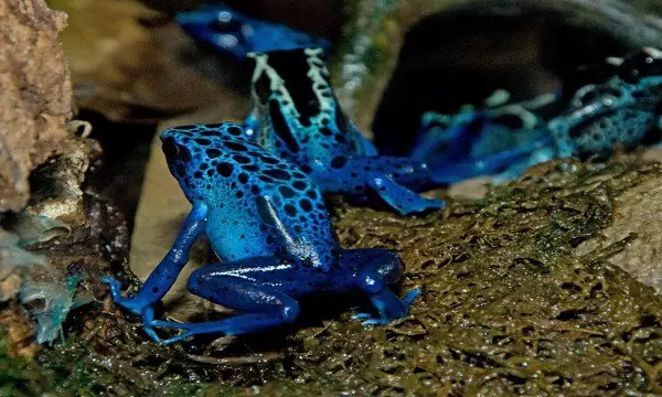 Poison dart frog - most poisonous animals in the world