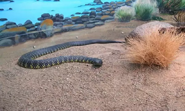 Inland Taipan - most poisonous animals in the world
