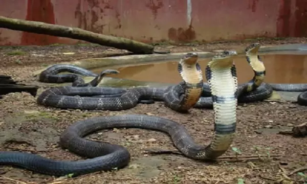 King Snake - most dangerous creature in the world