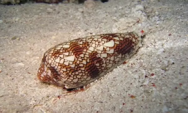 Marbled cone snail