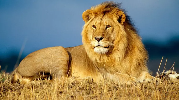 lion-most dangerous animals in the world