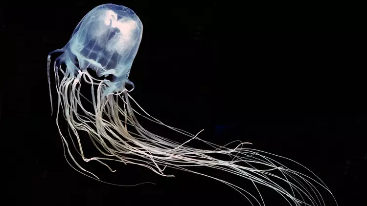 australian jellyfish