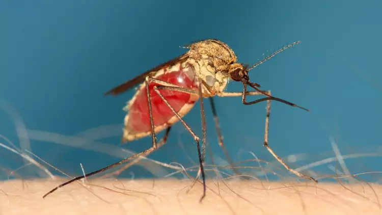 mosquito - most dangerous animals of the world