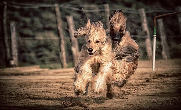 The fastest dogs in the world - Afghan Hound