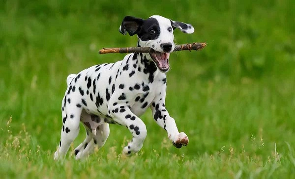 Dalmatian dog 
