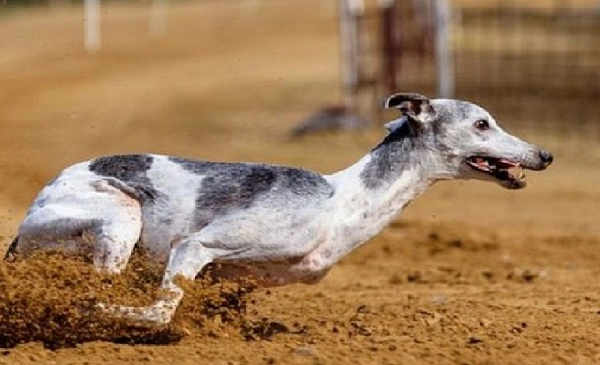 Greyhound - fastest dog breeds in the world