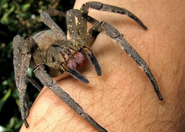 Spiders Armaments - One of the most dangerous spiders in the world