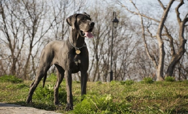 Great Dane - fastest dog breeds