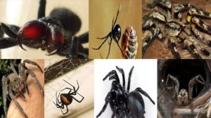 MOST DANGEROUS SPIDERS IN THE WORLD