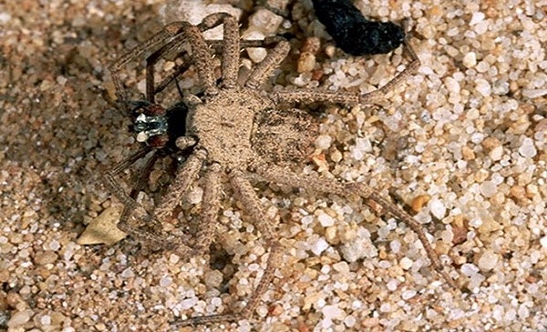 Sand Spider - most dangerous spiders in the world