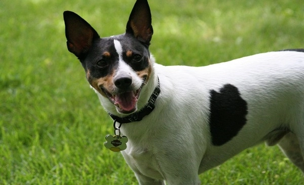 Rat Terrier - Fastest Dog in the World