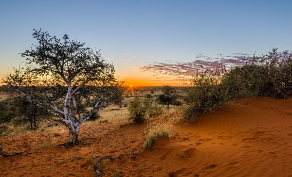 Kalahari Desert Red Dunes