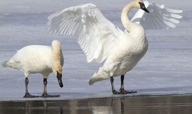 Cygnus buccinator - trumpeter swan